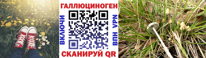 Псилоцибиновые грибы Cubensis  Череповец 